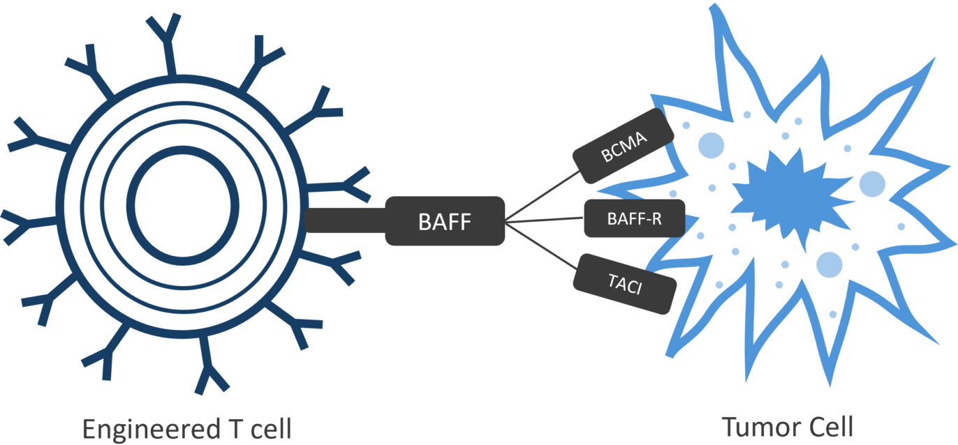 Programs_BAFFGraphic